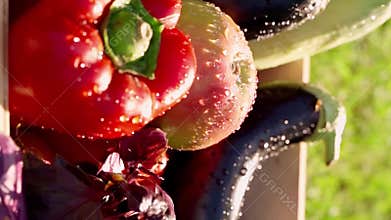 Fresh paprika, eggplant, zucchini and basil fresh harvest in wooden box with drops of water