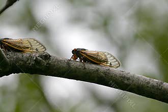 Two Cicadas Perched on a Branch - 13 year 17 year - Magicicada