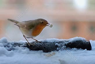 Robin bird snacks on the snow