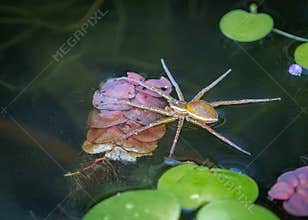 A fish eating fishing spider in a pond waiting for a tasty fish to swim by
