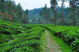 Scenic tea plantation walkway at Puncak