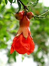 Pomegranate plant fruit flowers in the garden