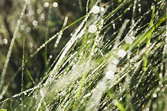 Spring dewy grass