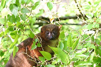 Red bellied lemur