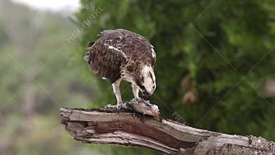 An osprey showing its power as it eats a recently caught fish