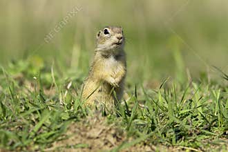 European Ground Squirrel (Spermophilus citellus)
