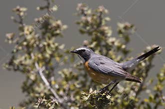 White-throated Robin (Irania gutturalis)
