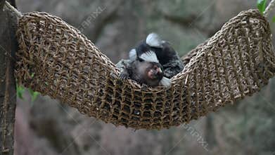 Two Common Marmoset grooming on hammock.My Movie