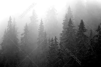 Misty Forest