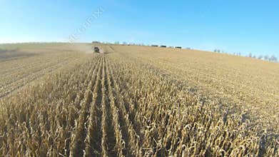 Top view of combines gathering corn or wheat crop. Flying over harvesters rides through field cutting barley or maize
