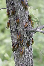 A Dozen Cicadas on a Tree Trunk - Magicicada