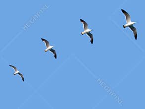 Follow the leader
