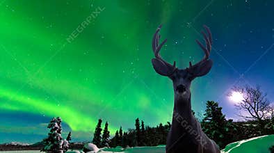 Mule deer and Aurora borealis over taiga forest