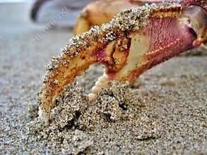 Crab claw in sand