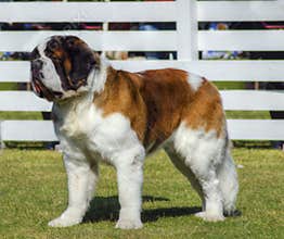 St. Bernard dog