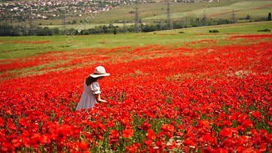 Poppy field woman with a white hat and a white dress walks through a field of red poppies.
