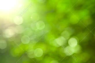 Natural green blurred background