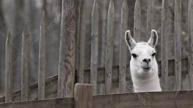 Animal Lama is in a Barn