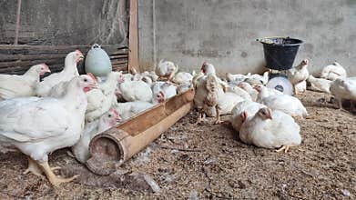 A group of broiler chickens on a farm. Poultry Farm, Indonesia