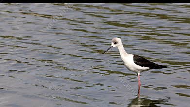 A young pied stilt looking for food in shallow water