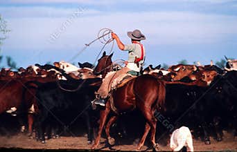 Argentina gaucho on horses in profile galloping in the field with cows, Villalba