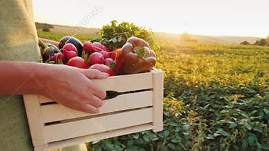 Farmer carries a box of fresh vegetables, walks across the field