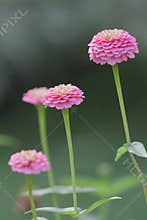 Tall Pink Zinnias