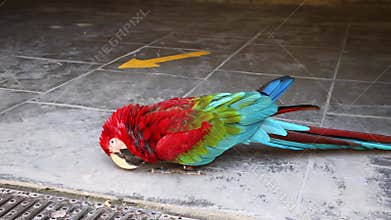 Red Ara parrot bangs his head on the floor
