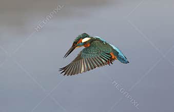 Kingfisher, Alcedo atthis