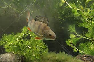 Perch, Perca fluviatilis