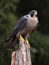 Hungry Peregrine Falcon