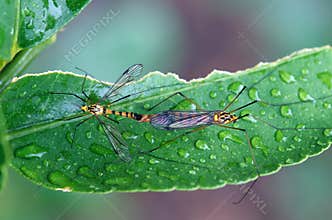 Crane flies mating