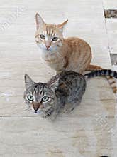 Two Tabby Cats visiting