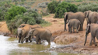 African elephant herd at a waterhole, Addo Elephant National Park, South Africa