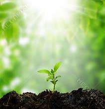 Small tree new life