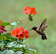 Ruby-throated Hummingbird