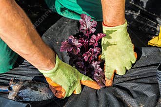 Planting with a barrier mat