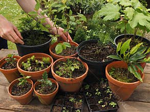 Private reforestation concept