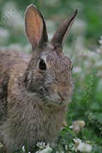 Eastern cottontail