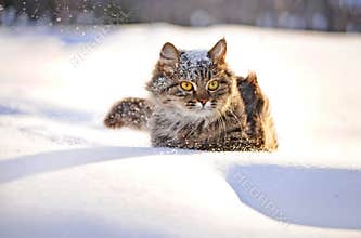 Cat in winter