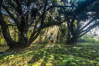 Sun ray with a lonely man in a mossy forest