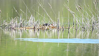 The red-necked grebe pair builds a nest. (Podiceps grisegena)