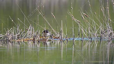 The red-necked grebe pair builds a nest. (Podiceps grisegena)