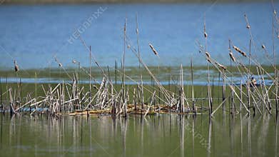 The red-necked grebe pair builds a nest. (Podiceps grisegena)