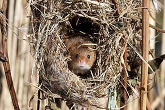Harvest mouse, Micromys minutus