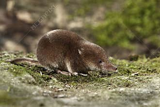 Common shrew, Sorex araneus