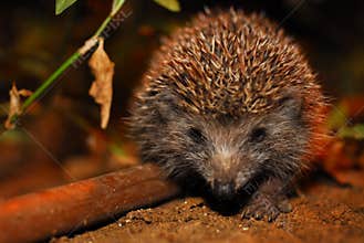 Hedgehog