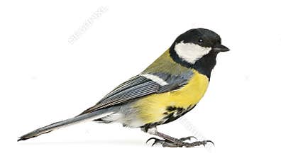 Male great tit, Parus major