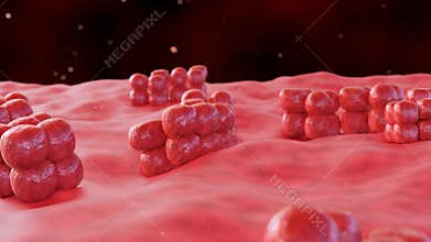 3d animation of colony of Sarcina bacterium