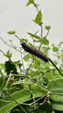 A caterpillar at the end of a branch taken with a low angle